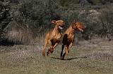 VIZSLA poil court 045